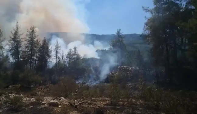 Son dakika! Bucak'ta orman yangını (2)