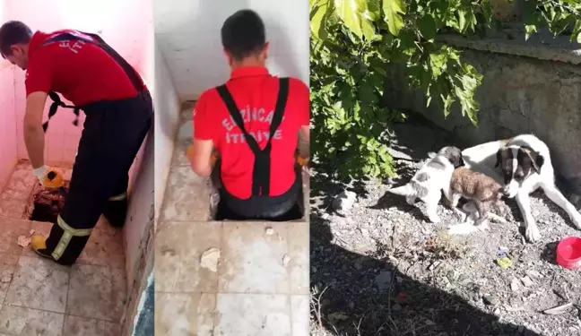 Anne köpek, yavrularının düştüğü kuyunun başından ayrılmadı