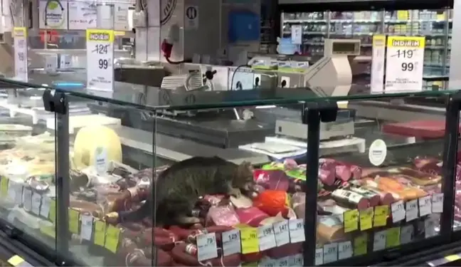 CarrefourSA'da şok eden görüntü: Reyona giren kedi kavurmayı yedi