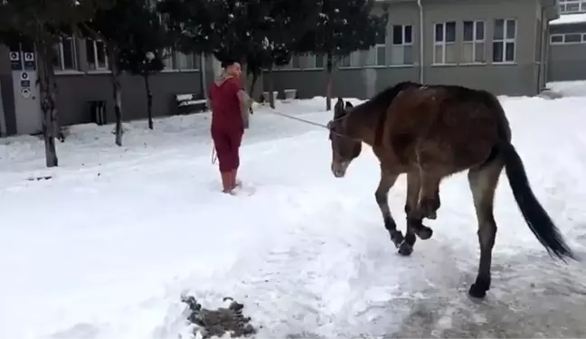 Ayağı kırılan katıra vatandaşlar sahip çıktı