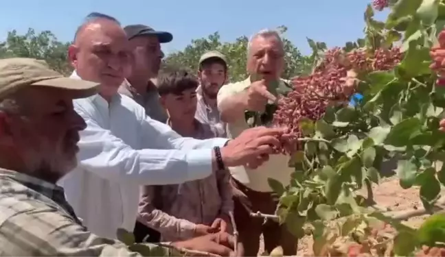 CHP Gaziantep Milletvekilleri Antep Fıstığı Üreticilerini Desteklemek İçin Miting Düzenliyor