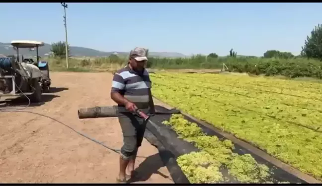 Üzüm Üreticileri TMO'nun Fiyat Açıklamasını Bekliyor