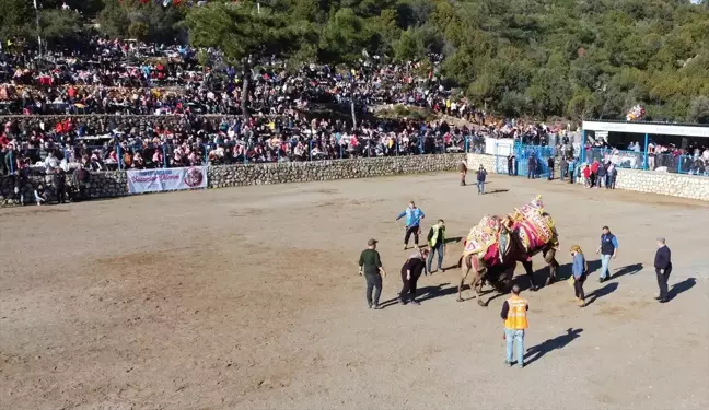 Bodrum'da Geleneksel Deve Güreşi Festivali Coşkuyla Kutlandı