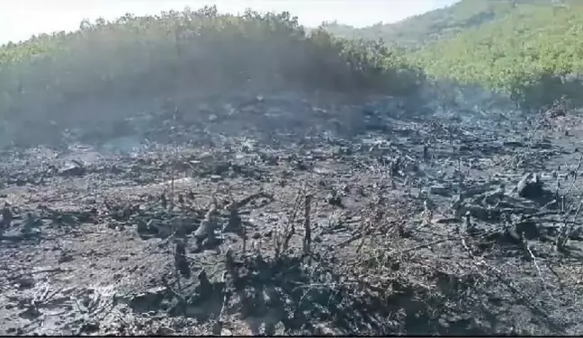 Siirt'te çıkan orman yangını kontrol altına alındı