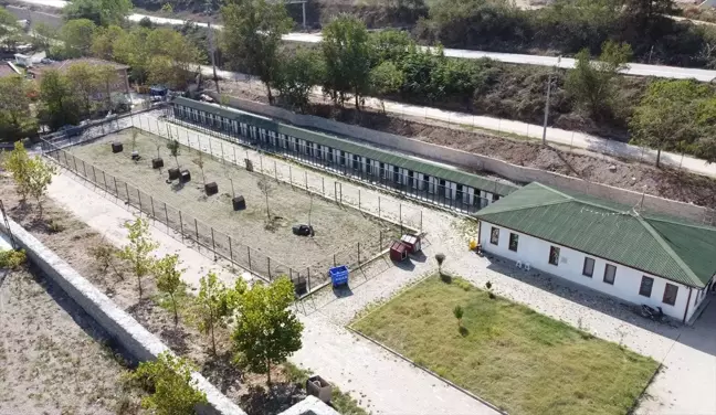 Bacağı İkiye Ayrılan Kediye Cerrahi Operasyon
