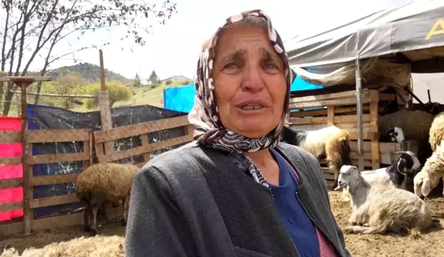 Kırıkkale'de Kurt Saldırısı: 24 Koyun Telef Oldu