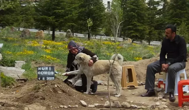 Sadık Köpek 'Garip', Sahibinin Mezarı Başında Bekliyor