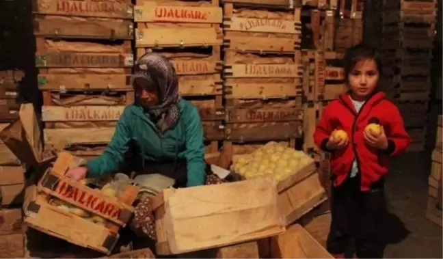 Akdeniz'in Limonu Kapadokya'da Lezzet Kazanıyor