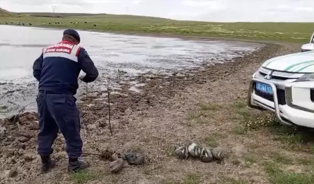Edirne Jandarma Komutanlığı, kaçak avcıların gölete bıraktığı maket ördekleri topladı