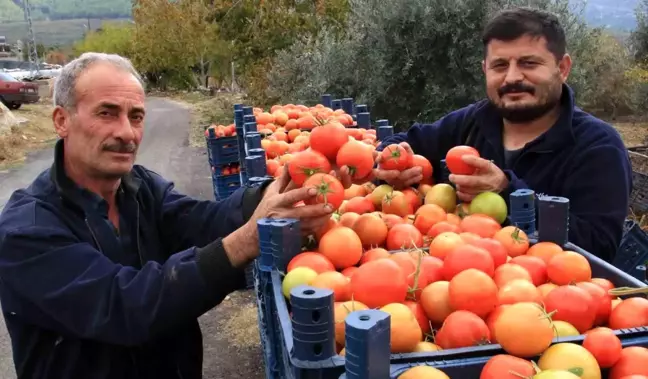 Mersin'de Domates Hasadı Kış Mevsiminde de Devam Ediyor