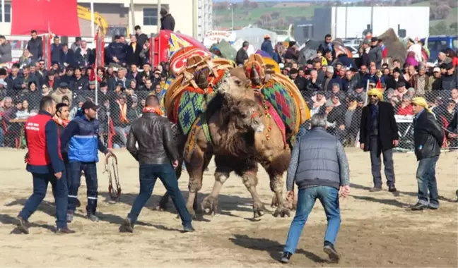 Çanakkale'de Deve Güreşleri Nefes Kesti