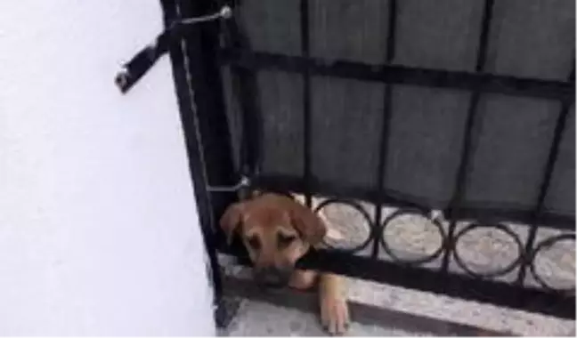 Kafası demir kapıya sıkışan köpeği itfaiye ekipleri kurtardı