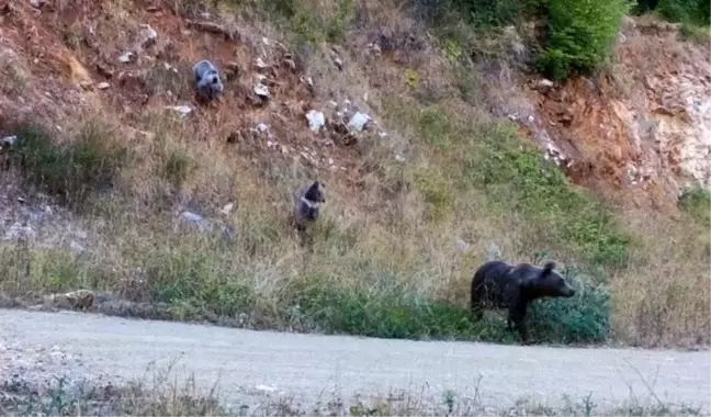 Uludağ'ın eteklerinde renkli görüntüler: Yavru ayı, geyik, yaban kedisi ve daha fazlası