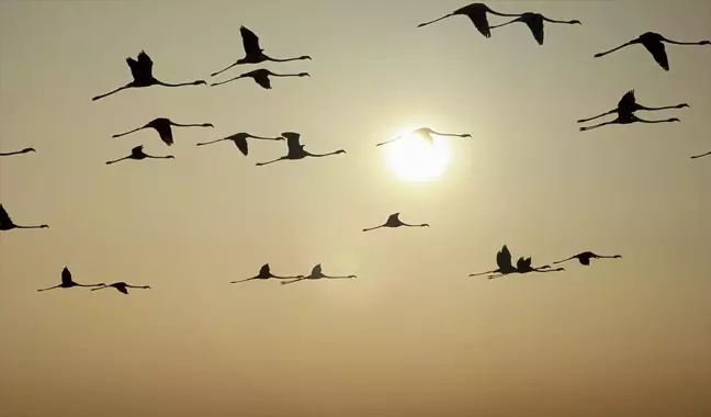 Tuz Gölü'nde Yavrular Kanat Çırpmaya Hazırlanıyor