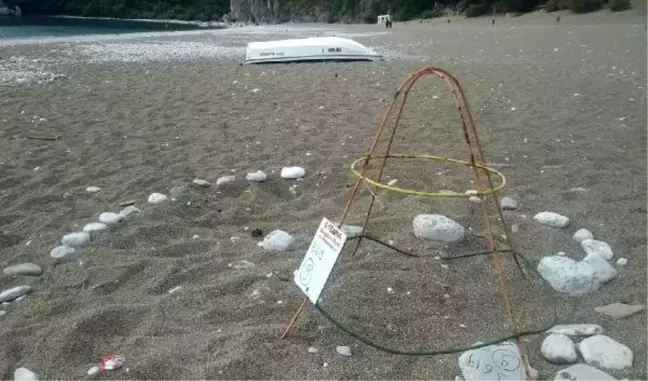 Olimpos'ta 10 yıl sonra ilk caretta caretta yuvası