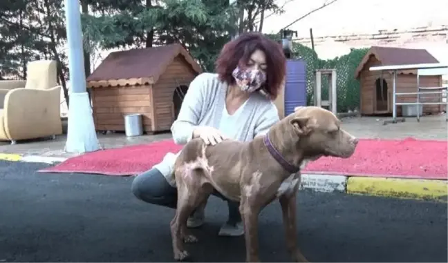 Madde bağımlıları tarafından yakılan pitbull yaşama tutundu