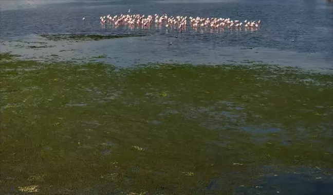 İzmir Körfezi'nde Deniz Yosunu Çoğalması Endişe Veriyor