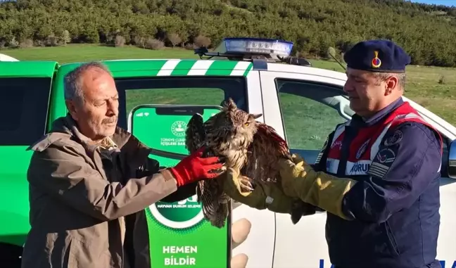 Yozgat'ta Yaralı Puhu Dikenli Tellere Takıldı