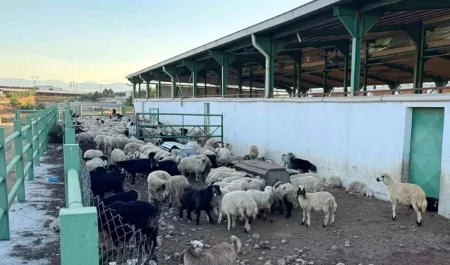 Malatya'da Veteriner Hekimden Kurbanlık Seçimi İle İlgili Öneriler