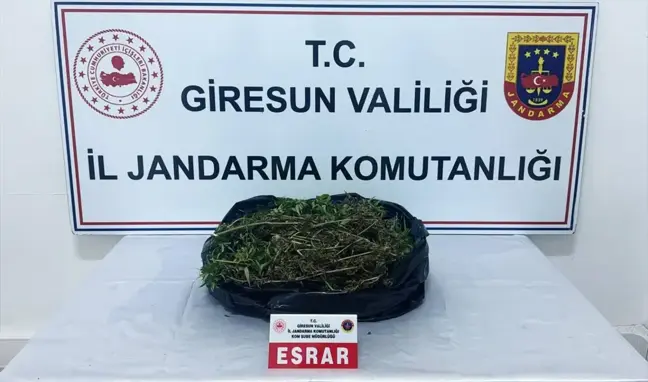 Giresun'da Uyuşturucu Operasyonu: Bir Kişi Tutuklandı