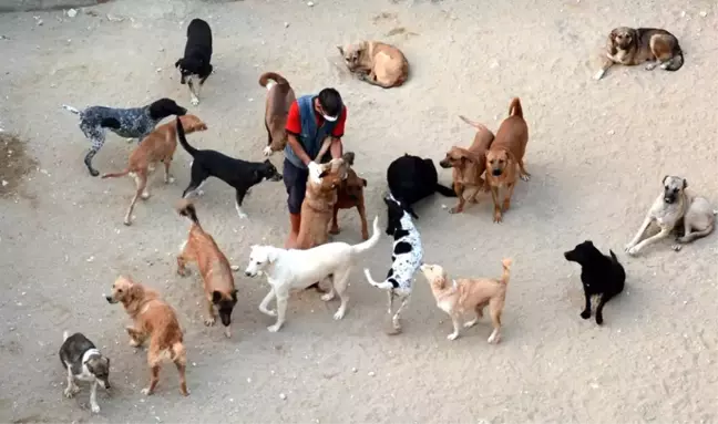 Mersin'de Sokak Hayvanları İçin Bakımevi