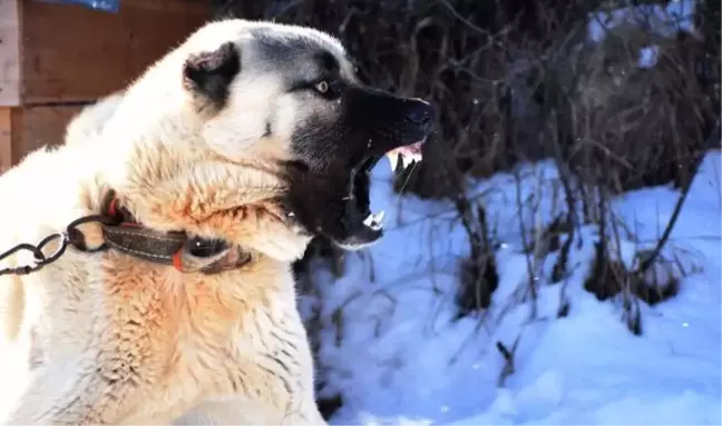 Sürü sahiplerine kurtlara karşı '3 Kangal köpeği' önerisi
