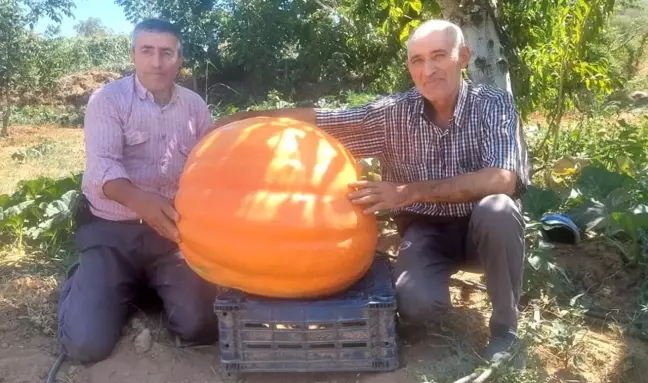 Manisa'da Balkabağı Üreticisi Ürünlerini Sergilemeyi Planlıyor