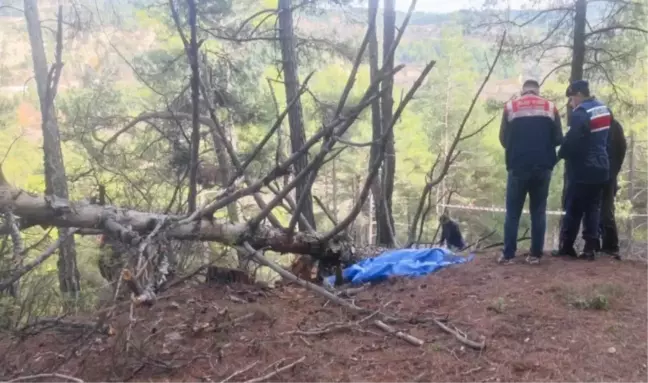 Manisa'da kestiği ağacın altında kalan adam hayatını kaybetti