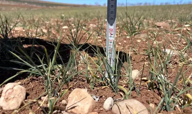 Şanlıurfa'da Kuraklık Tarım ve Hayvancılığı Vurdu