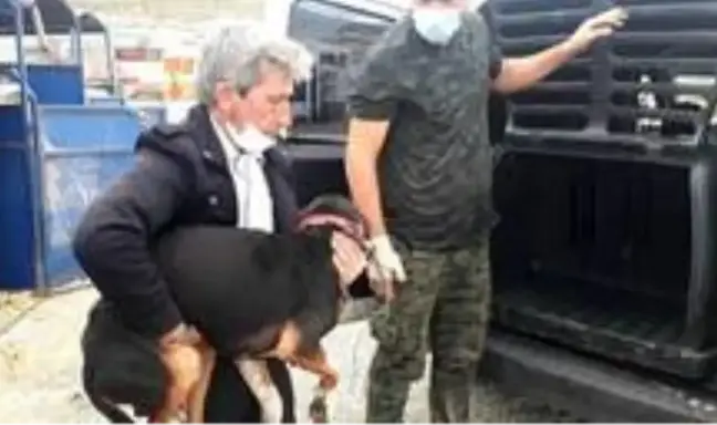 2 ayağından yaralanan köpek İstanbul'a tedaviye gönderildi