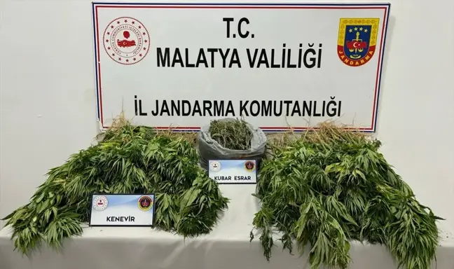 Malatya'da Uyuşturucu Operasyonu: 491 Kök Kenevir ve 547 Gram Esrar Ele Geçirildi