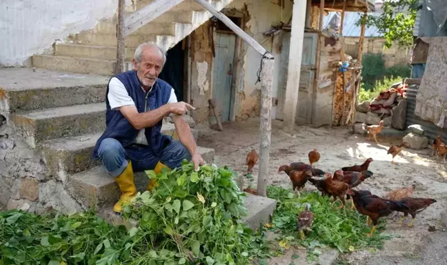 Bayburt'ta Ayıların Kümes Saldırısı: 10 Hayvan Telef Oldu