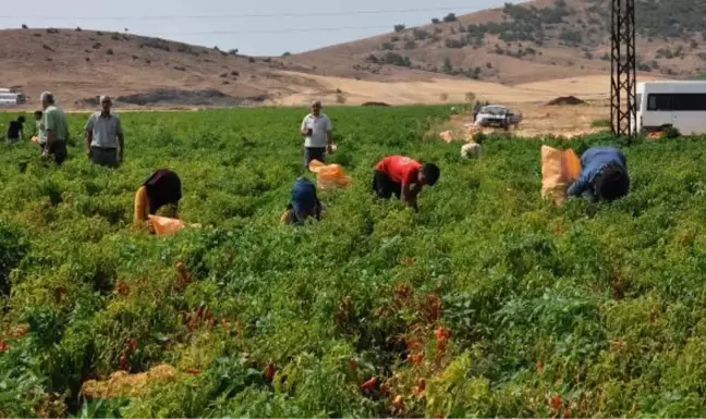 GAZİANTEP'TE KIRMIZI BİBER HASADA BAŞLADI