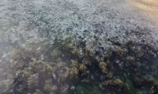 Karadeniz'de Denizanalarının Artışı Nedenleriyle Birlikte Açıklandı