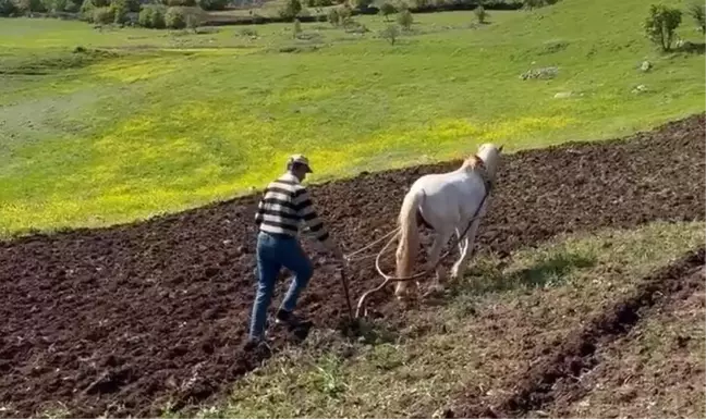 Diyarbakır'da Çiftçinin Atla Tarla Sürdüğü Anlar