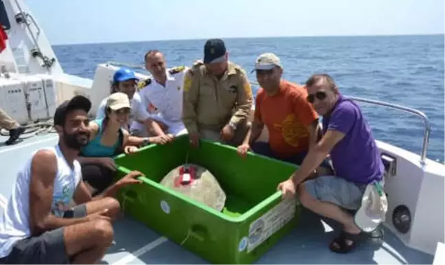 Caretta Carettaları Uluslararası Sularda Uydudan Takip Edecekler