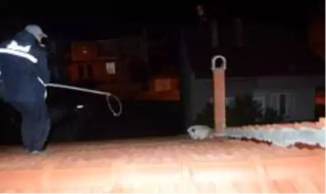 Çatıda mahsur kalan köpek itfaiye ekiplerince kurtarıldı