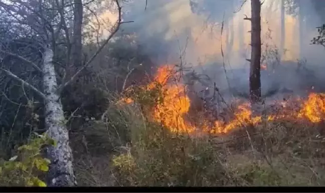 Sultangazi Şehir Ormanları'nda Yangın Çıktı