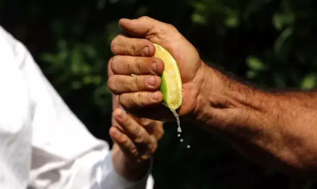 Yüreğir Ziraat Odası Başkanı: Erken kesilen Mayer limonları risk taşıyor