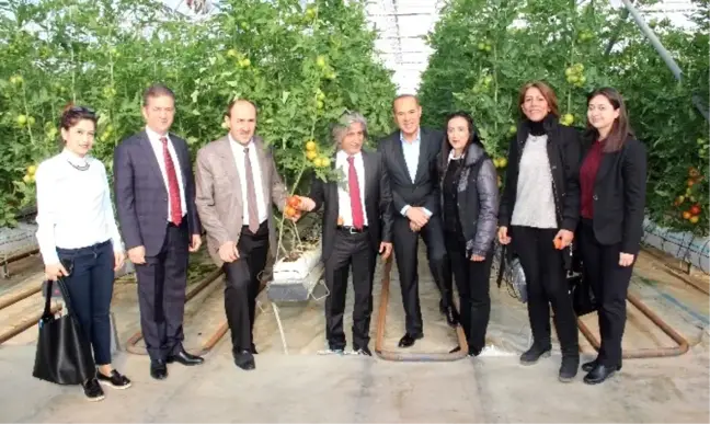 Adana'da İlk Topraksız Domates Hasadı