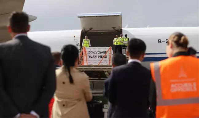 Fransa'da doğan ilk dev panda Yuan Meng Çin'e döndü