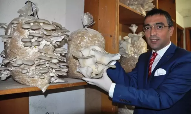 Milas'ta Yeni Alternatif Gelir Kaynağı; Kayın Mantarı