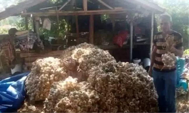 Kütahya'dan Osmanlı Saraylarına giden şifa kaynağı