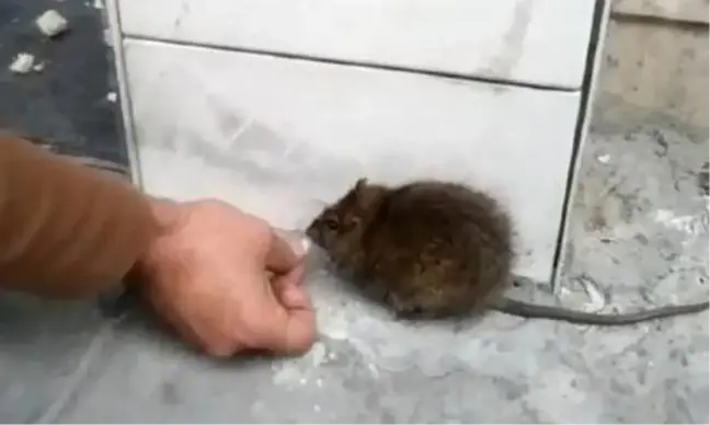 Dükkanının önüne gelen fareyi, elleriyle besliyor