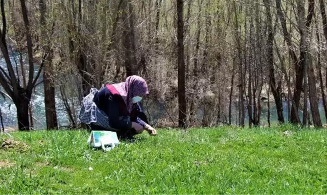 KIZILDAĞ ETEKLERİNDE KADINLARIN 'MADIMAK' MESAİSİ