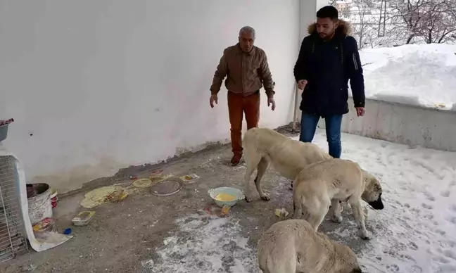 Çelikhan'da sokak hayvanları unutulmadı