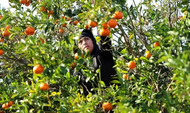 Mandalina Fiyatları Yüzde 327 Arttı, Tarım Ürünleri Üretici Fiyat Endeksi Yükseldi