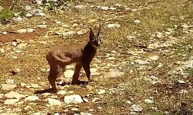 Nesli Tehlike Altındaki Karakulaklar Burdur'da Görüntülendi