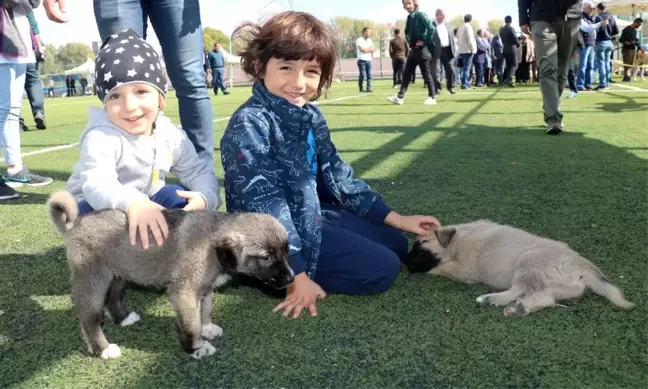 Kangal köpekleri güzellikleri ile kıyasıya yarıştı