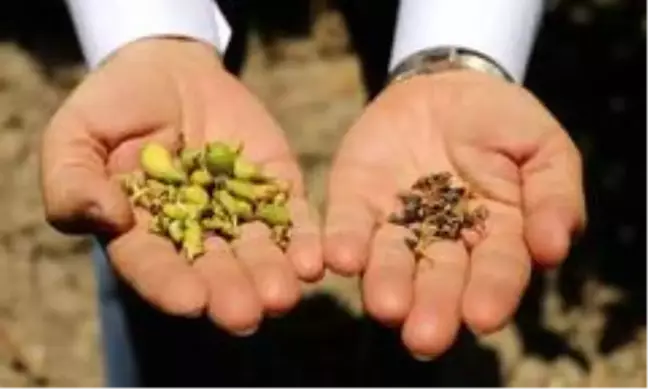 Narenciye ürünlerinin fiyatı bu sene cep yakacak